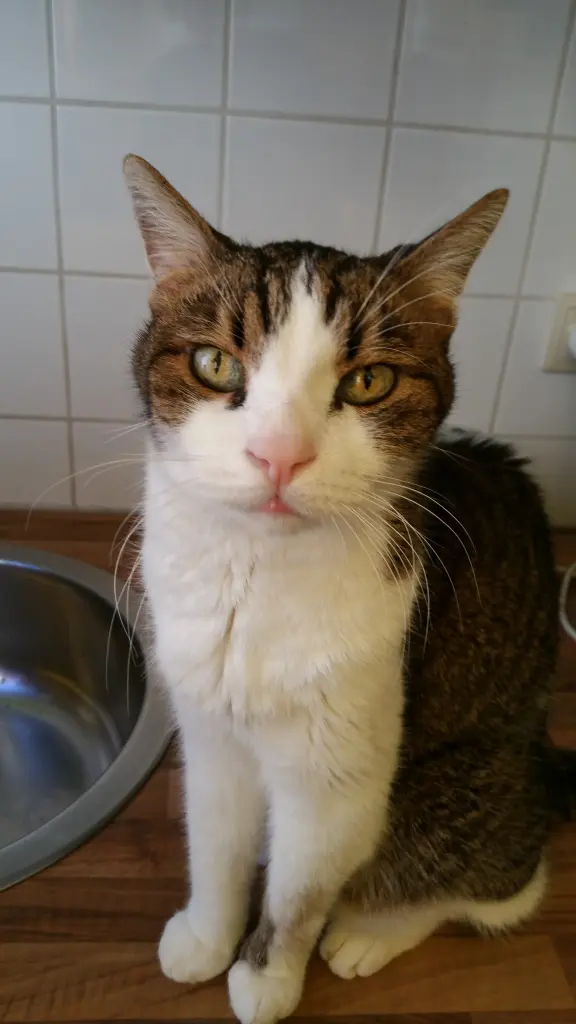 Condolence image of Tanja mit Timmy im Herzen 