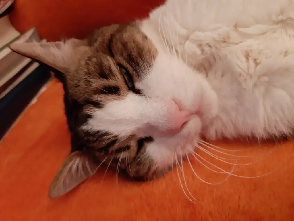 Condolence image of Tanja mit Timmy im Herzen 
