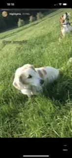 Condolence image of Sally mit Simba