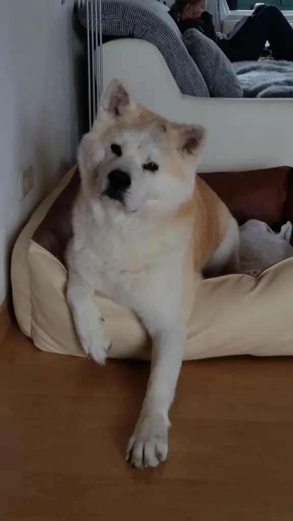 Image from Yoshi