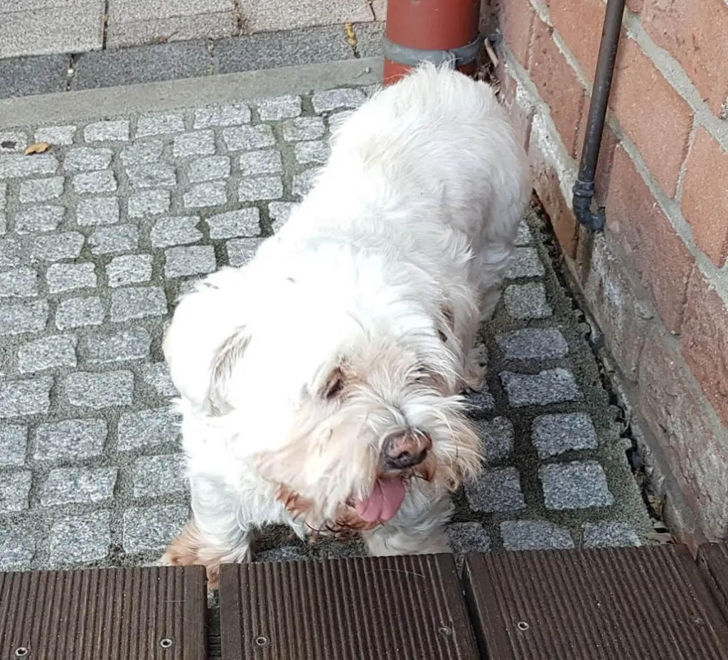 Condolence image of Günter mit Hanna im Herzen