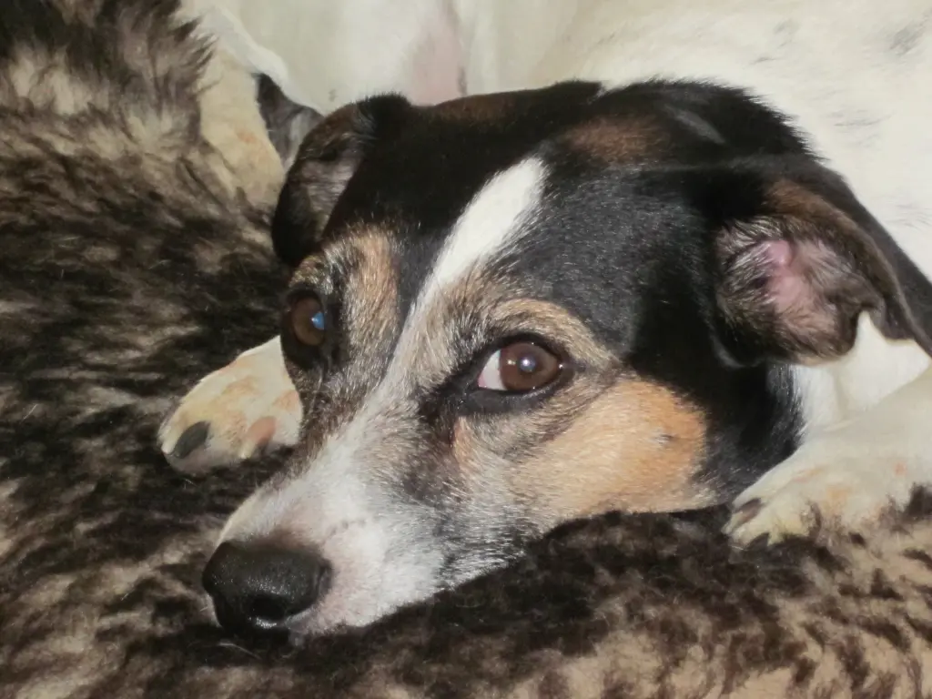 Condolence image of Roswitha