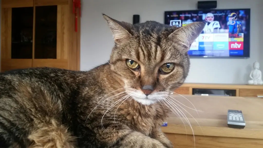Image from Tiger