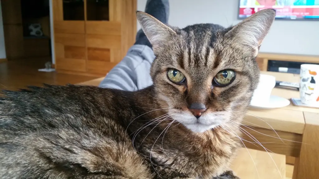 Image from Tiger