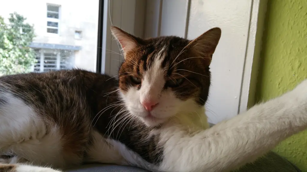 Condolence image of Tanja mit Timmy im Herzen