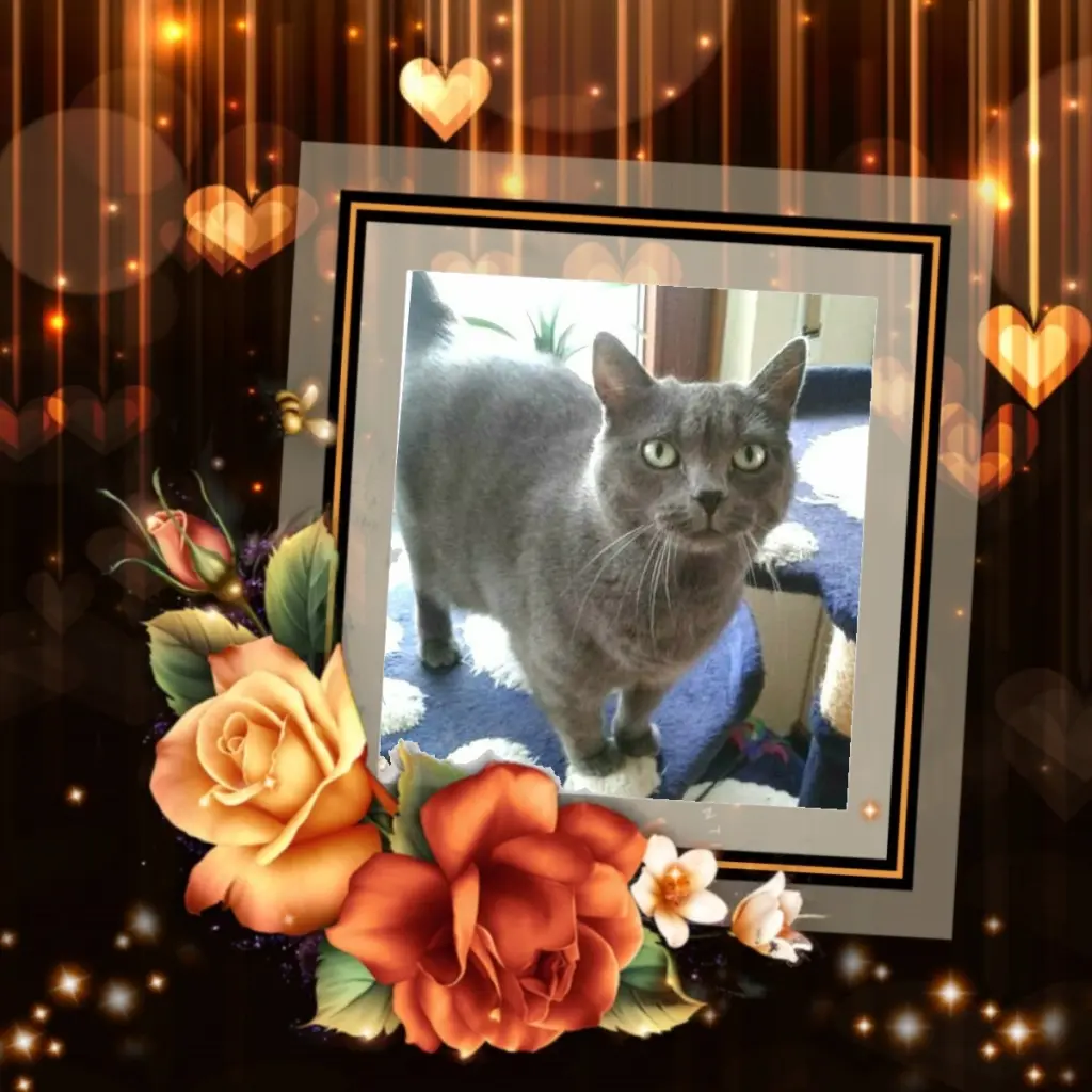 Andachtsbild von Shebie's 4.⭐️Sternchengeburtstag