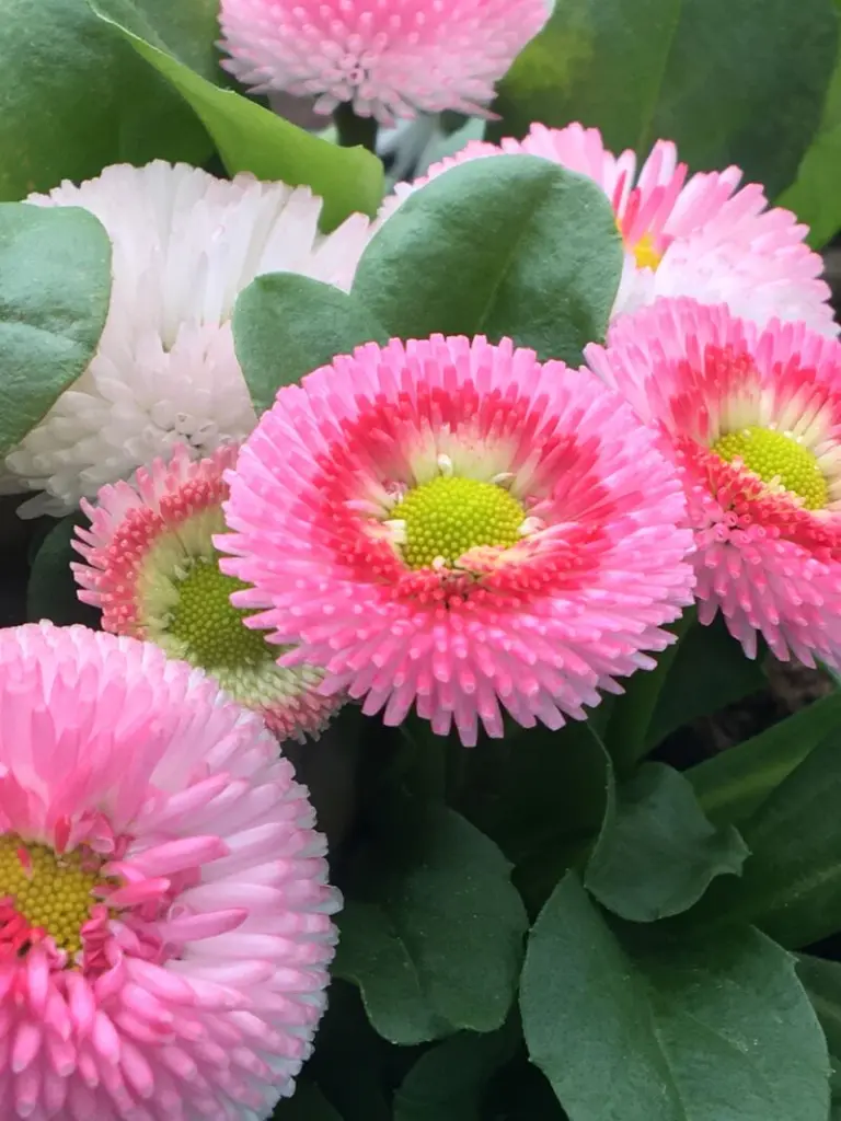 Andachtsbild von Anja mit Maja & Gräuli im ༺❤️༻