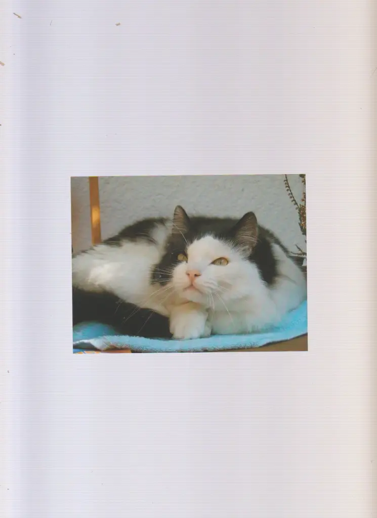 Image from Brooklyn