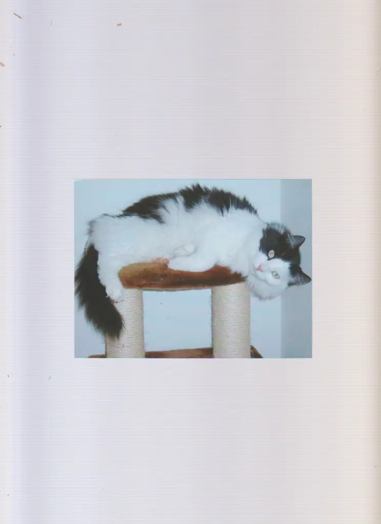 Image from Brooklyn