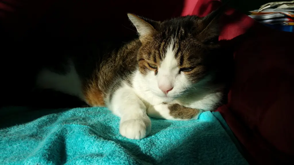 Andachtsbild von Tanja mit Timmy im Herzen