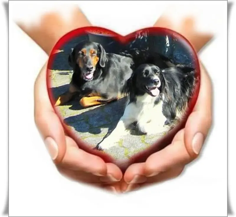 Andachtsbild von Brigitte mit Nelly, Benny und Axel im Herzen