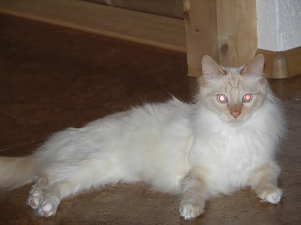 Image from Gismo