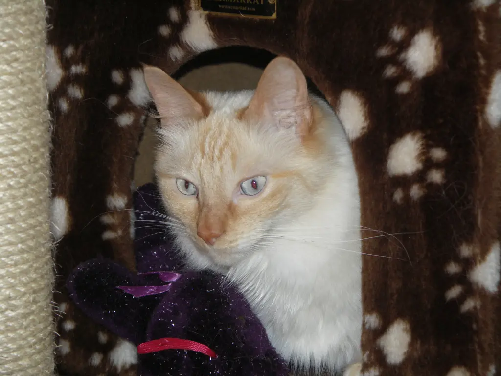 Image from Gismo