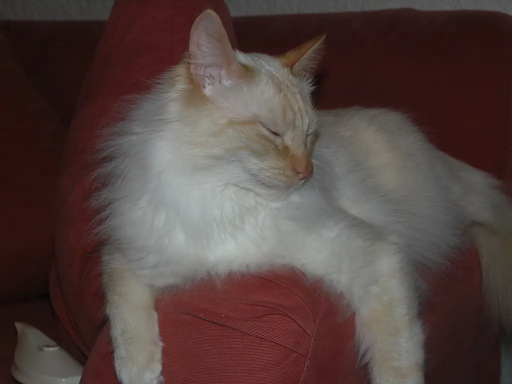 Image from Gismo