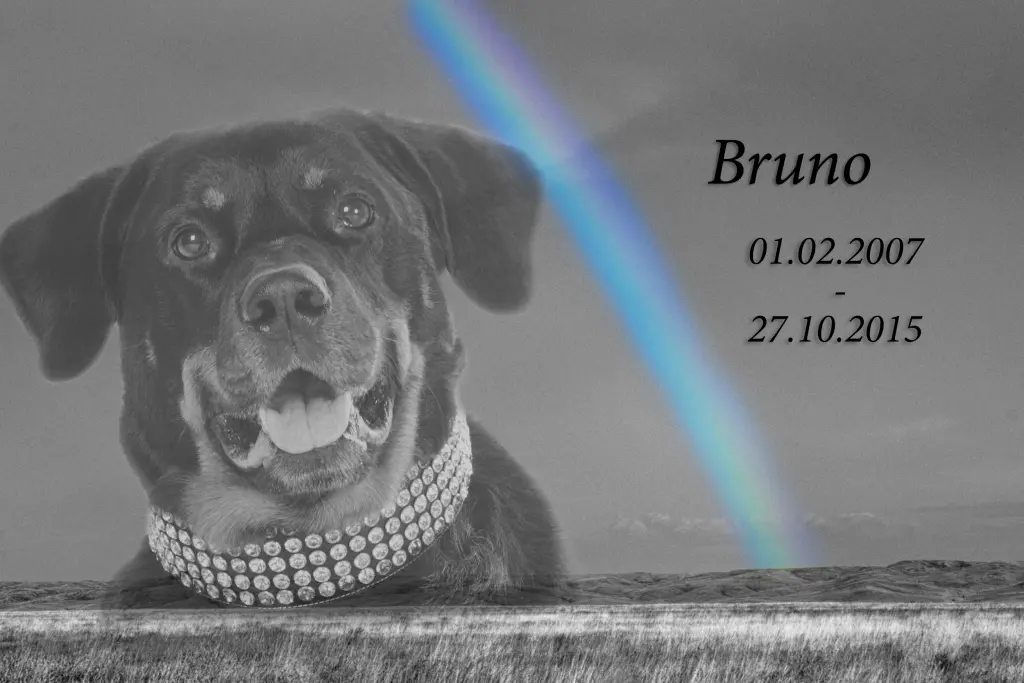 Image from Bruno