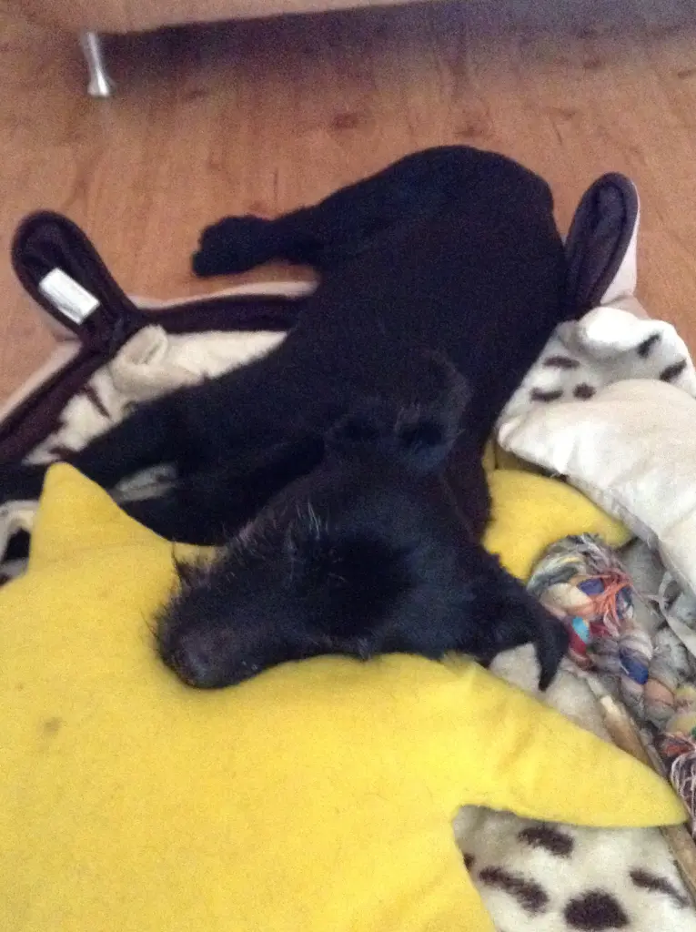 Image from Skippy