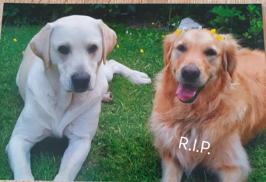 Condolence image of Uschi