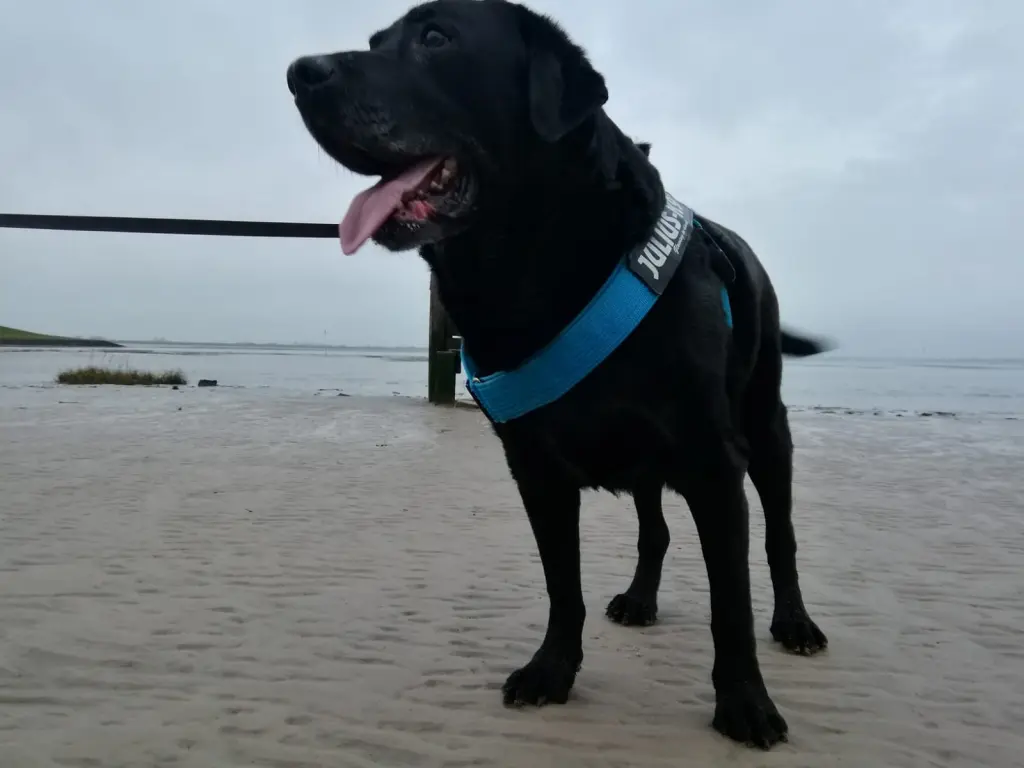 Condolence image of Susanne mit Carlos im Herzen