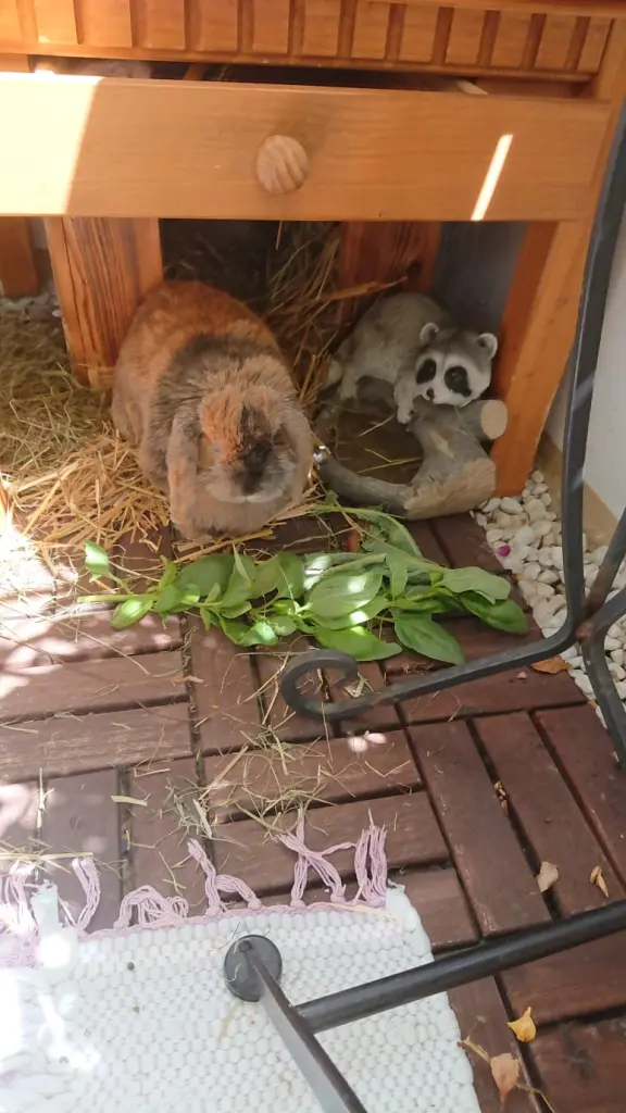 Image from DummDumm