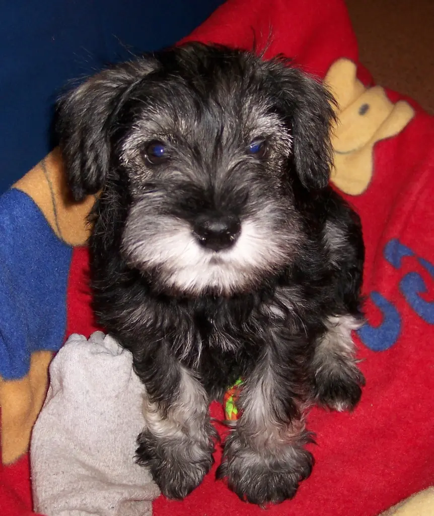 Bild von Teddy