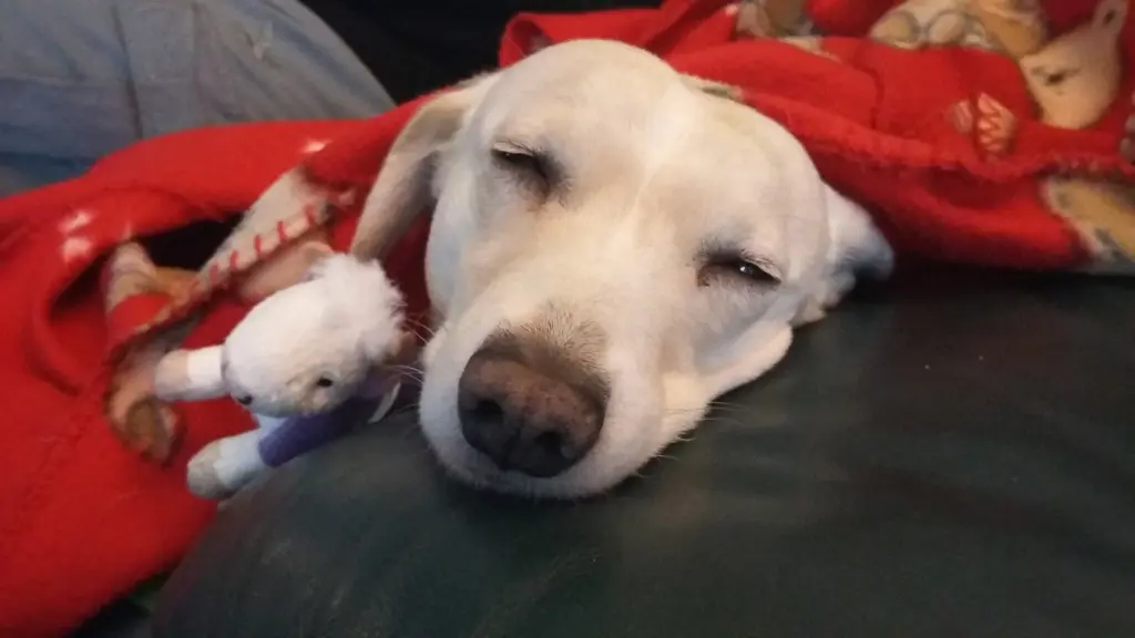 Andachtsbild von für Nala