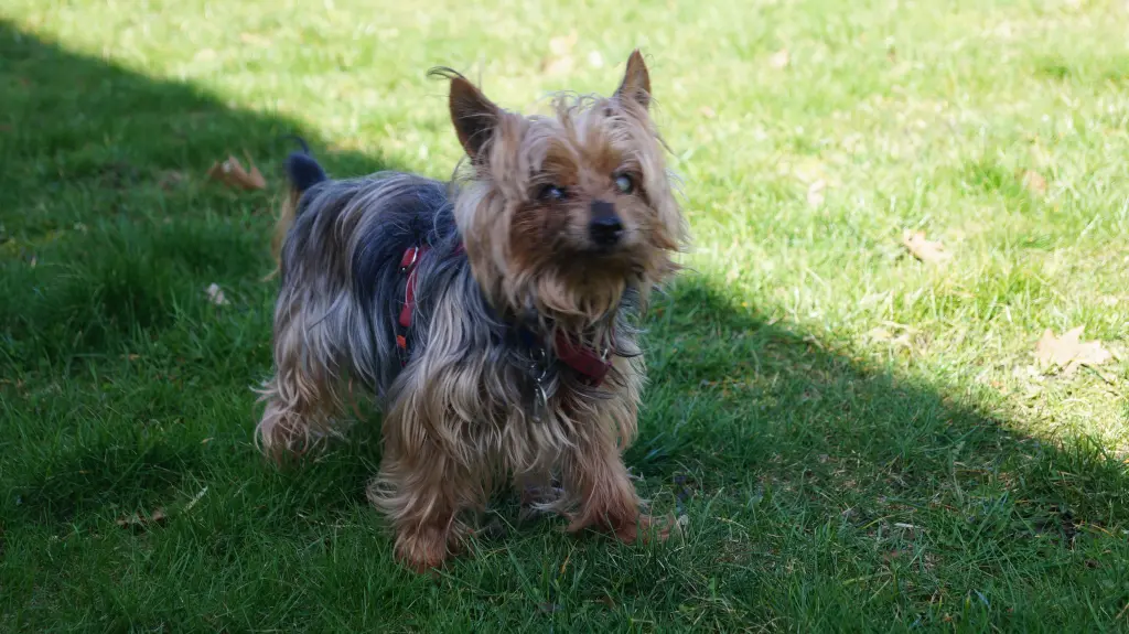 Andachtsbild von Regina