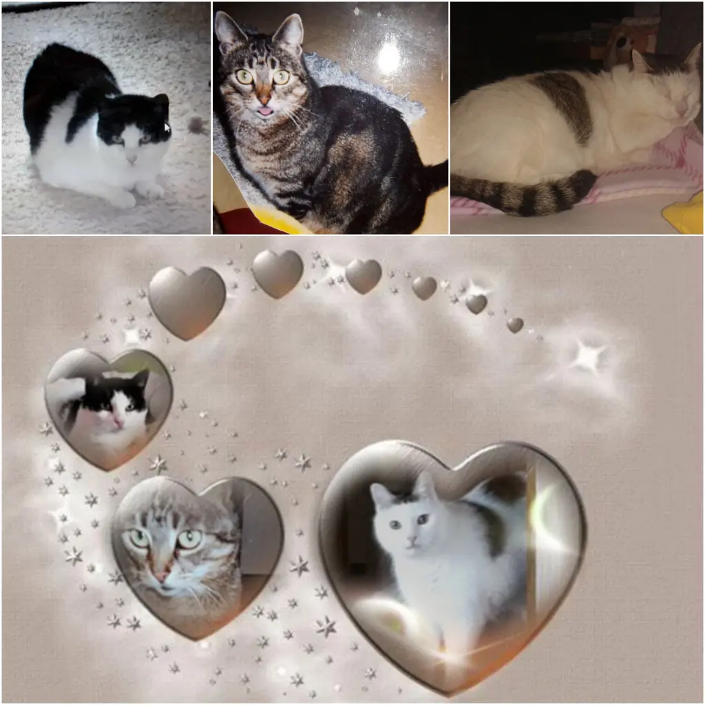 Andachtsbild von Eike und Edeltraud mit Mulle Miezi und Jonny tief im Herzen ♥️