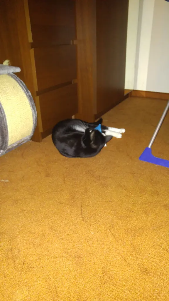 Image from Shadow
