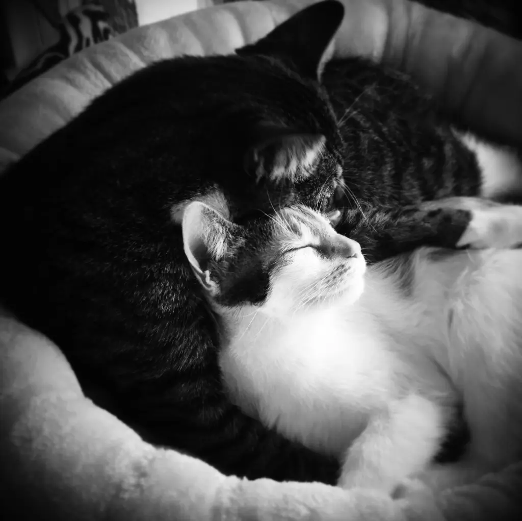 Image from Polly