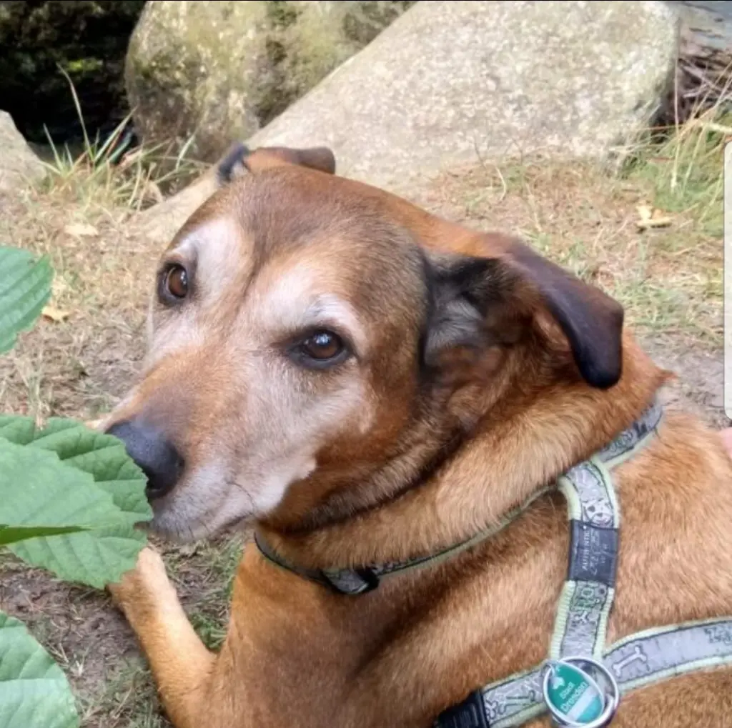 Andachtsbild von Simone (mit Chica im Herzen)