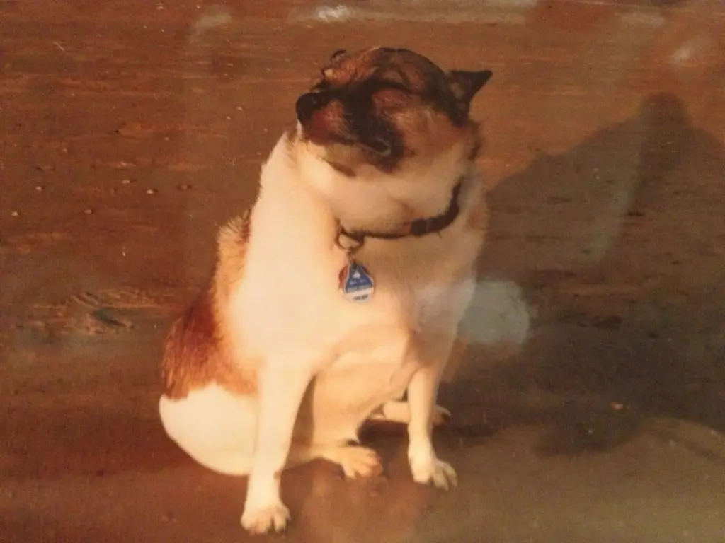 Condolence image of Antje