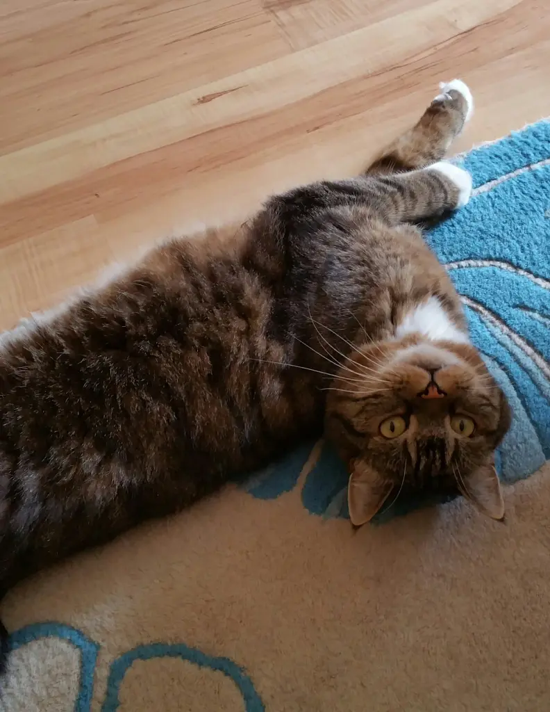 Image from Johnny