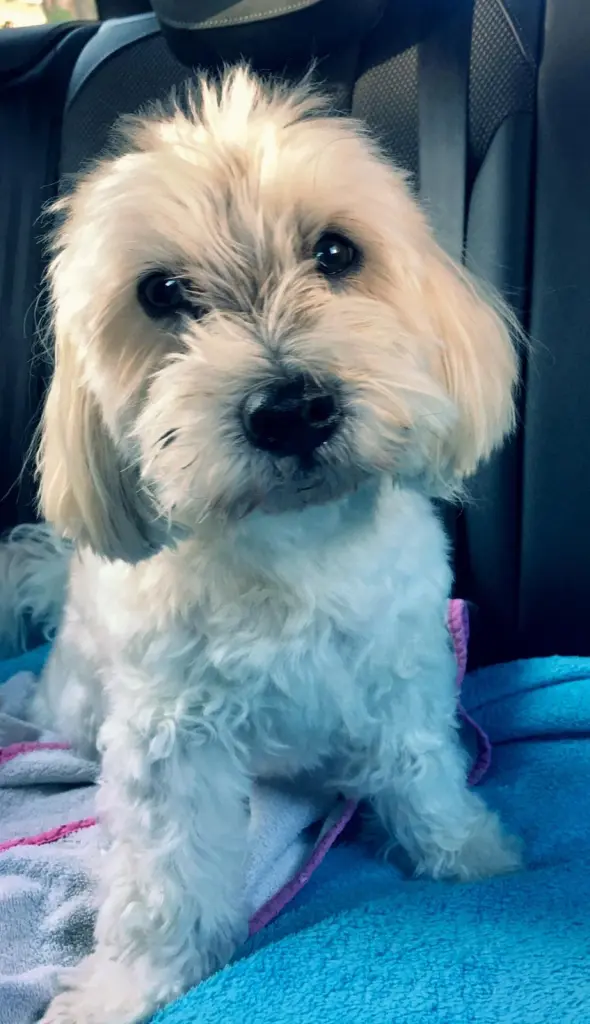 Image from Sammy