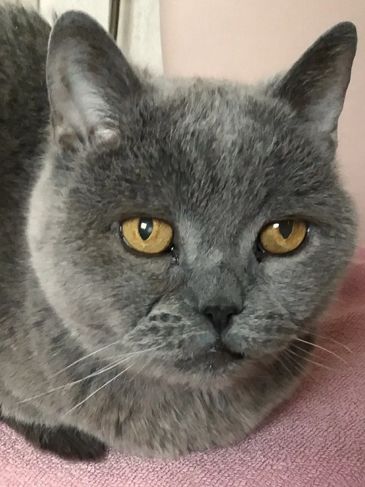 Condolence image of Sabine mit Kaspar tief im Herzen✟ 24.05.2019