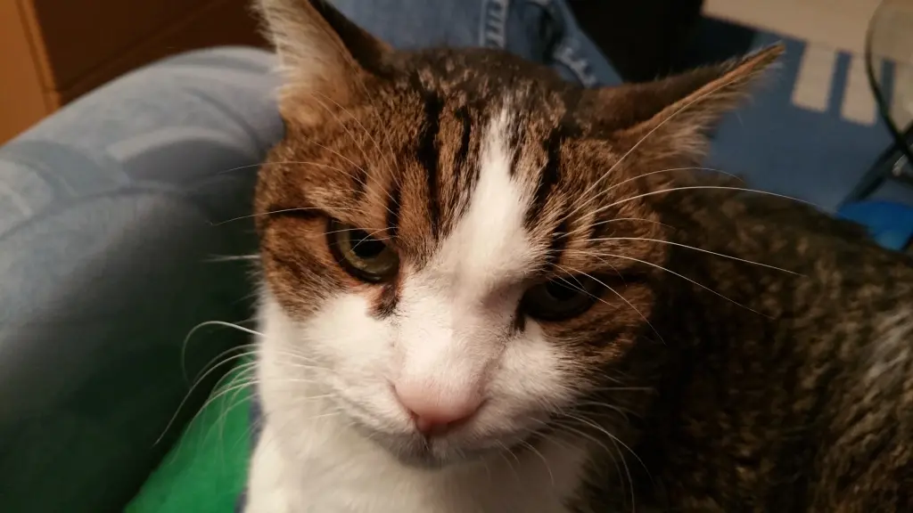 Condolence image of Tanja mit Timmy im Herzen