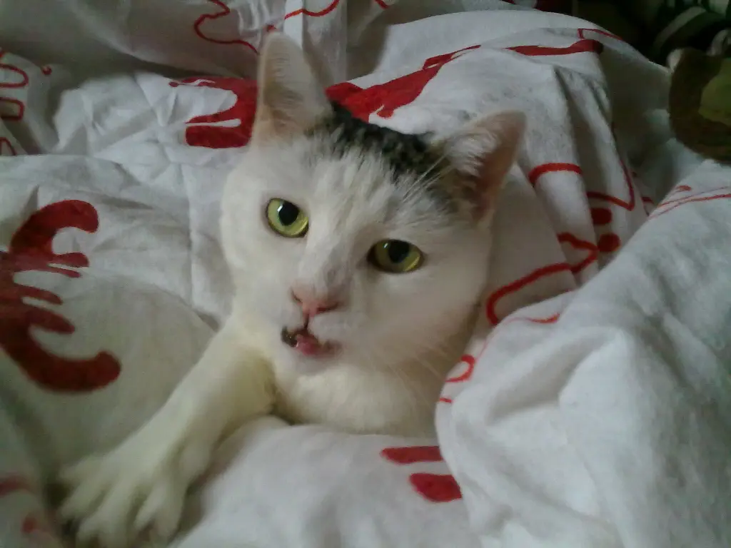 Condolence image of Susi