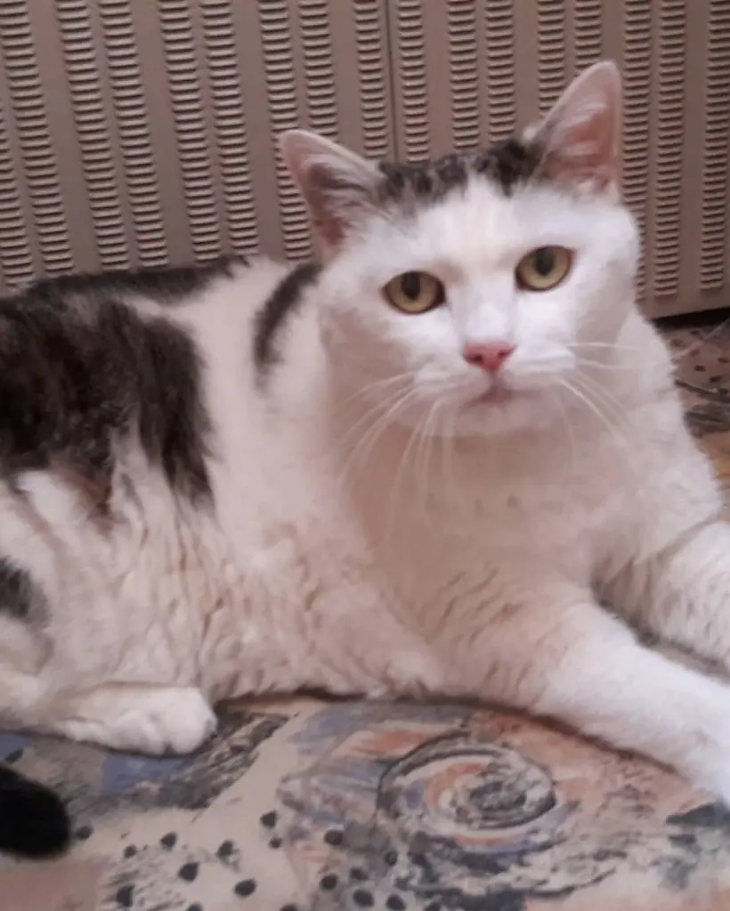 Condolence image of Susi