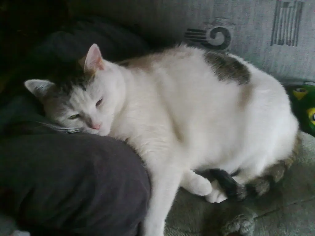 Condolence image of Susi