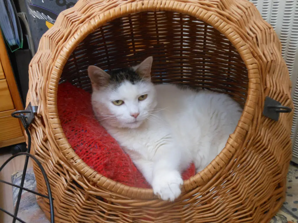 Condolence image of Susi