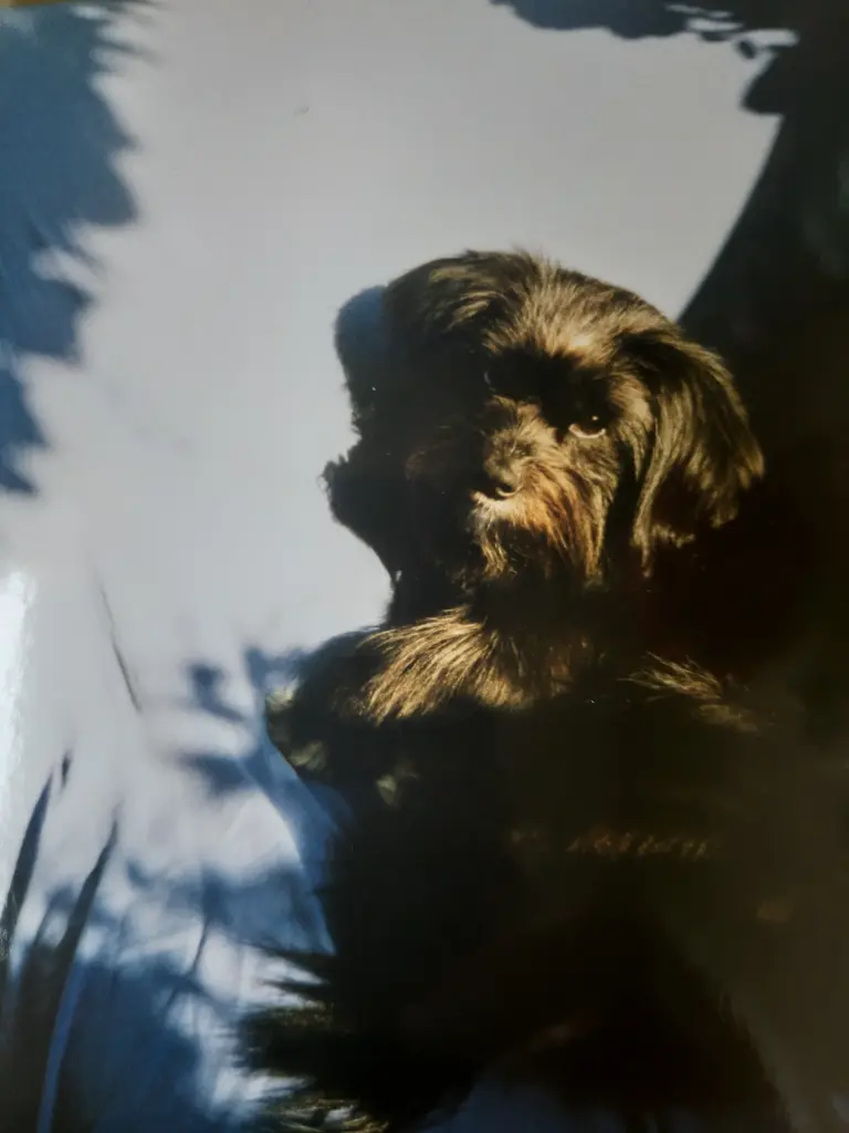 Image from ♥️ Sancho ♥️