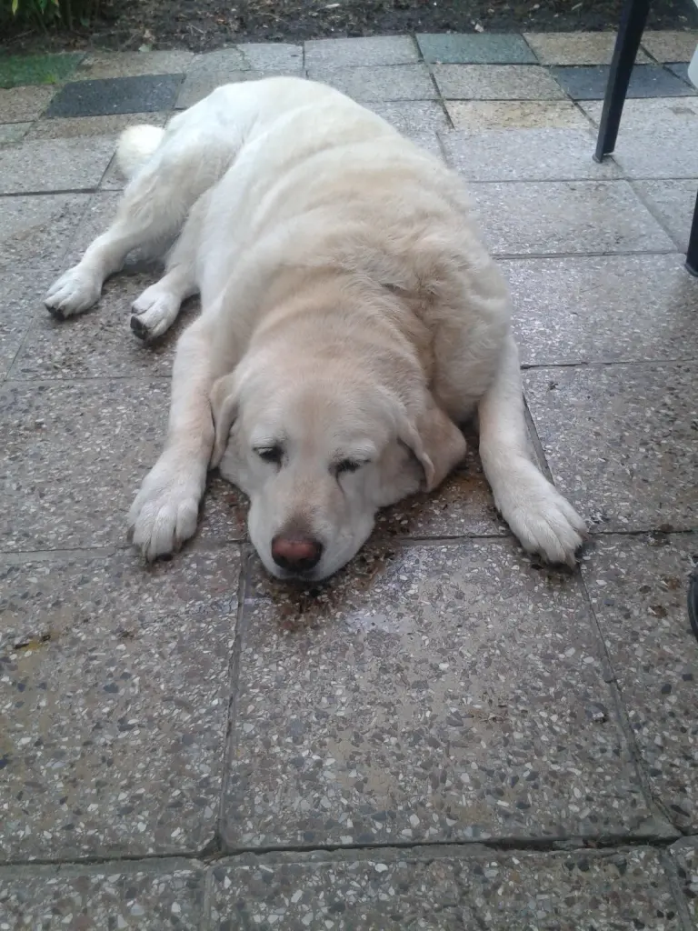 Condolence image of Sylviana