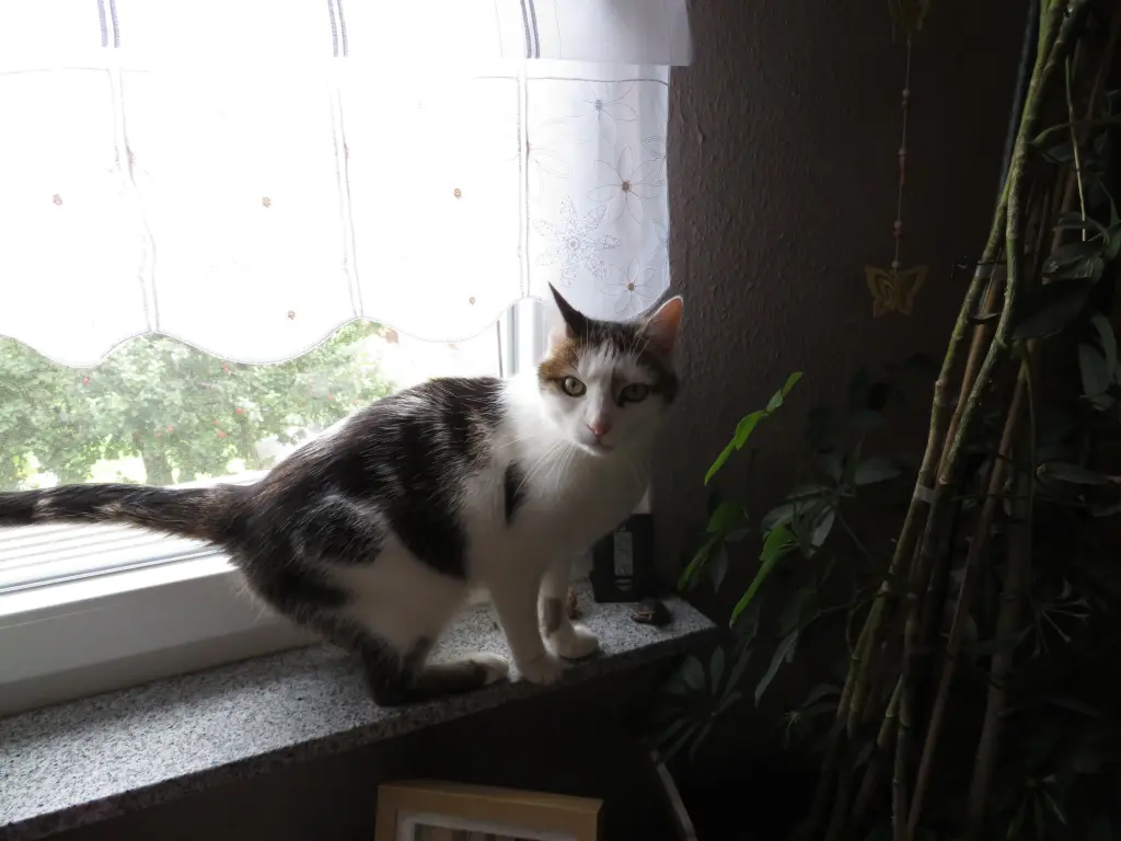 Image from Maunzer