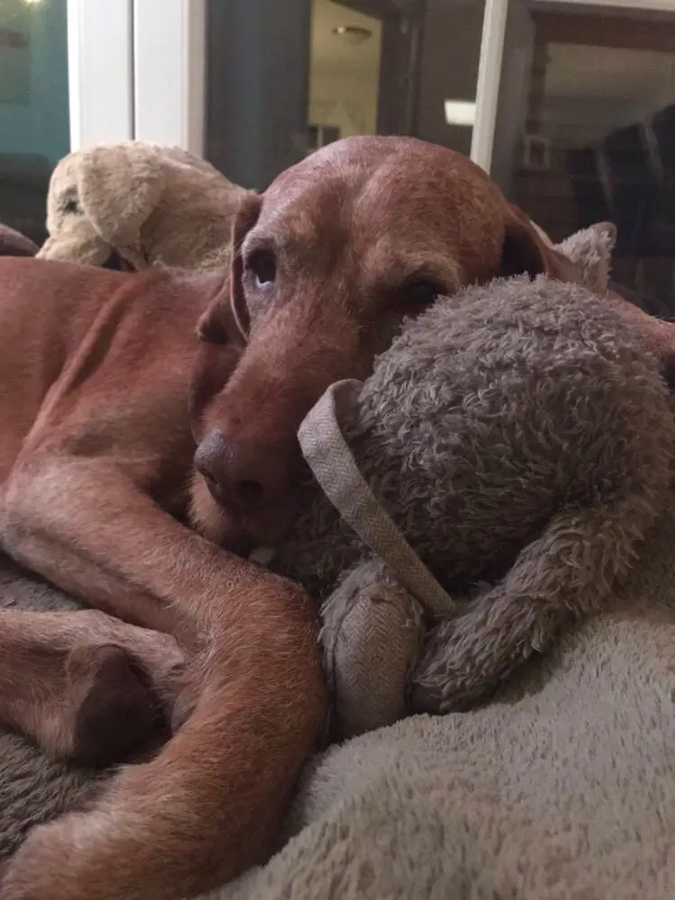 Andachtsbild von Pauline