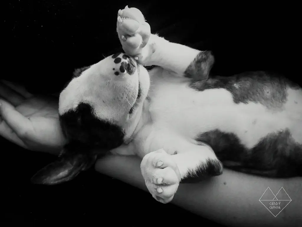 Image from Nuka (One of Us)