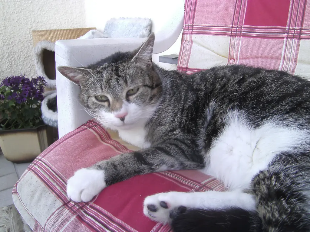 Condolence image of Susanne