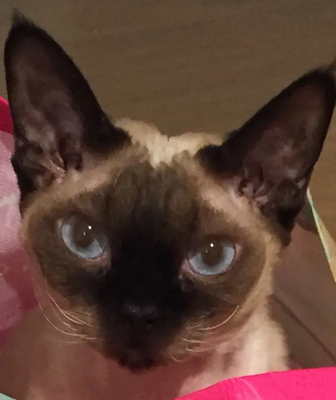 Image from Puppi (Daisy)