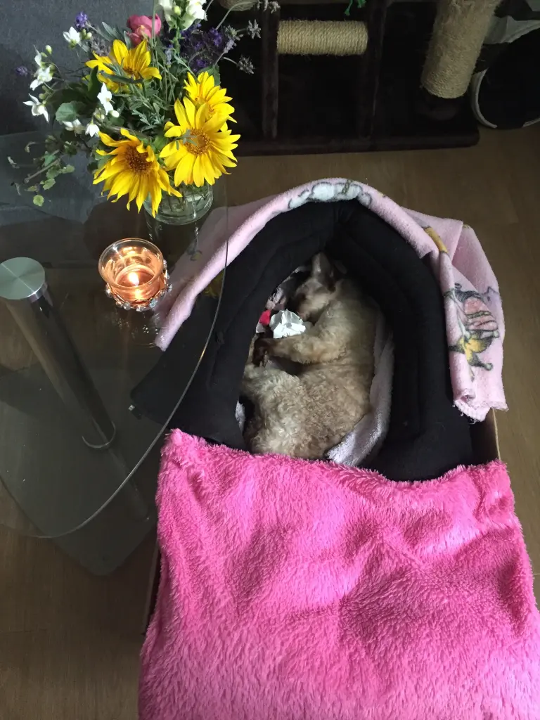 Image from Puppi (Daisy)
