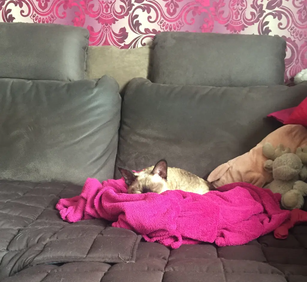 Image from Puppi (Daisy)