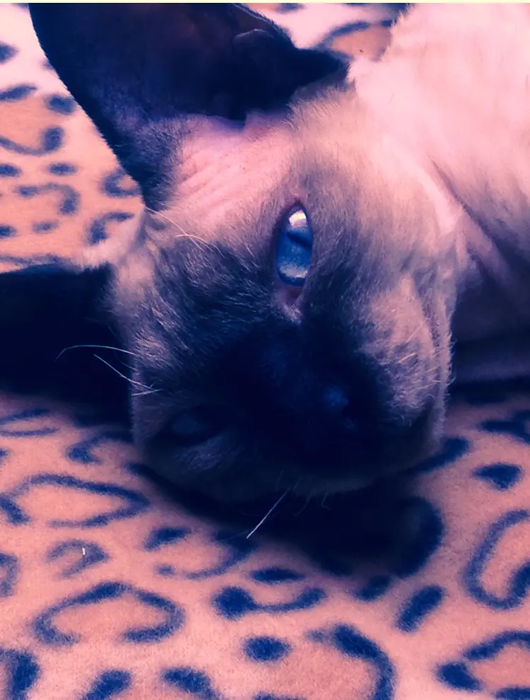 Image from Puppi (Daisy)