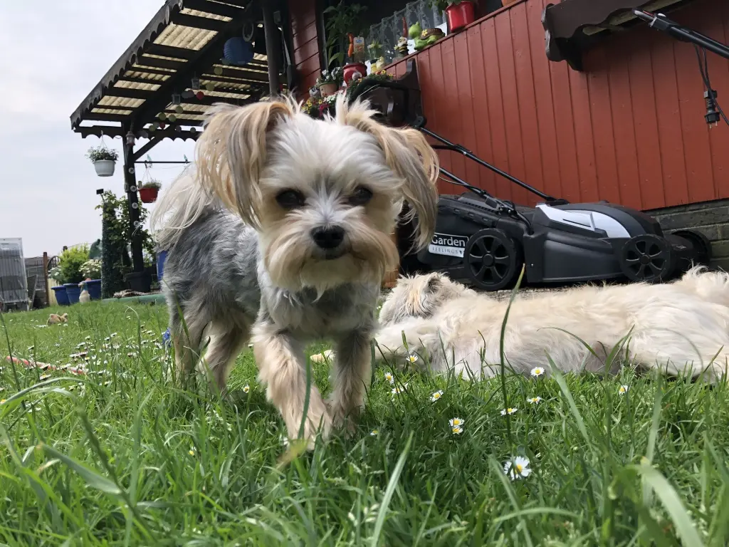 Bild von Balu